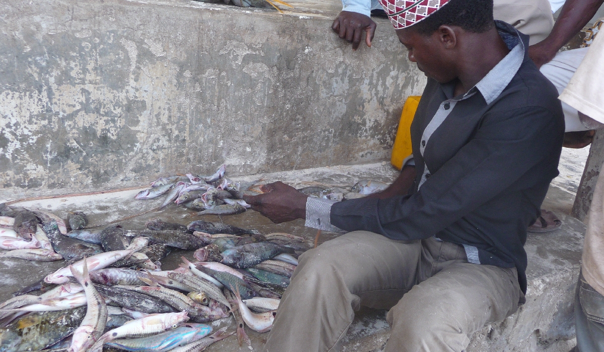 Retour de pêche dans le village de Matemwe à Zanzibar