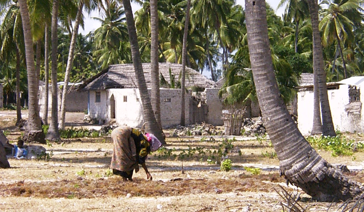 Une femme étale les algues à sécher à Jambiani