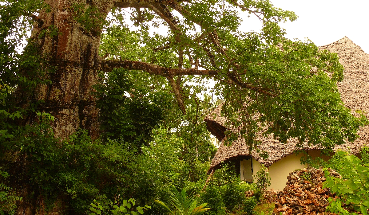 Un énorme baobab trône entre les villas de l'Unguja Lodge de Kizimkazi